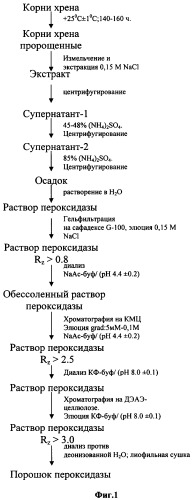 Способ получения фермента пероксидазы из корней хрена (патент 2353652)