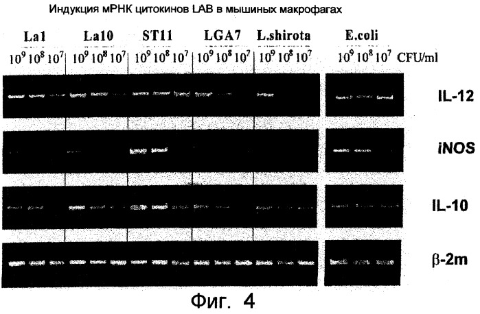 Штамм бактерий lactobacillus paracasei cncm i-2116 (ncc 2461), обладающий способностью предотвращать заражение эпителиальных клеток кишечника ротавирусами, вызывающими диарею, и средство для лечения и/или профилактики нарушений, ассоциируемых с диареей, вызываемой ротавирусами (патент 2246956)