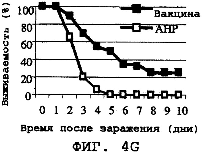 Полипептиды для индукции защитного иммунного ответа против staphylococcus aureus (патент 2337108)