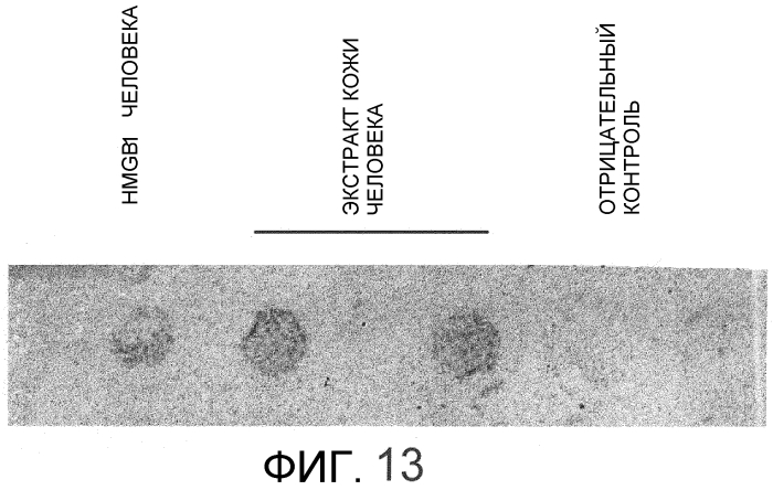 Способ сбора функциональных клеток in vivo с высокой эффективностью (патент 2571230)