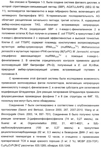 Селективная посттрансляционная модификация экспонируемых фагами полипептидов (патент 2459866)