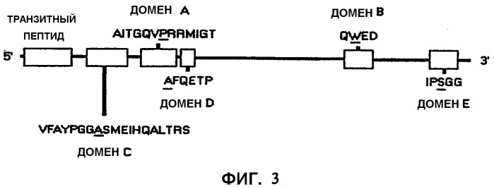 Растения пшеницы с повышенной устойчивостью к имидазолиноновым гербицидам (патент 2337532)