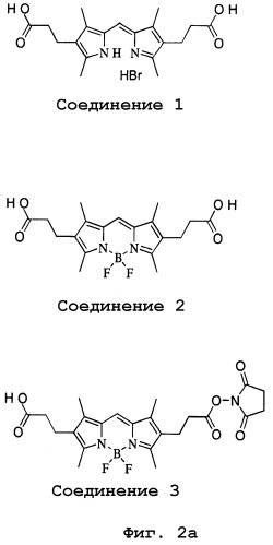 Красители на основе дифторида дипиррометенбора с двухфотонным поглощением и их применение (патент 2296333)