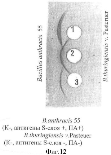 Способ идентификации bacillus anthracis с дифференциацией штаммов по продукции капсулы, протективного антигена и антигенов s-слоя (патент 2376385)