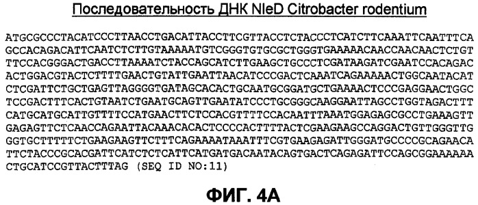 Бактериальные факторы вирулентности и варианты их применения (патент 2465331)