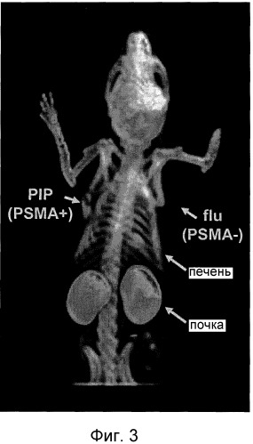 Агенты, связывающиеся с psma, и их применение (патент 2494096)