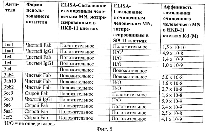 Анти-mn антитела и способы их применения (патент 2427590)