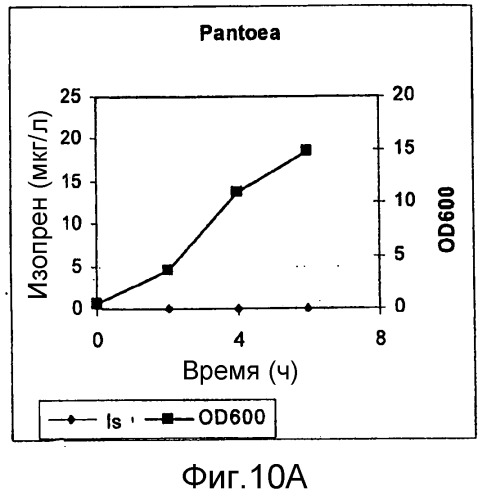 Полимеры изопрена из возобновляемых источников (патент 2505605)