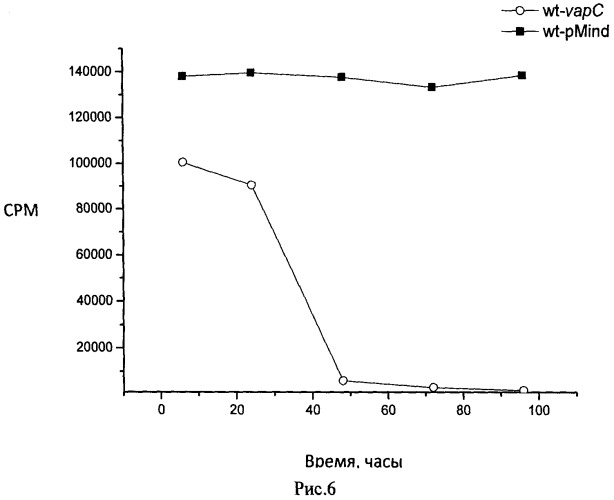 Рекомбинантная плазмидная днк pmind-vapc, содержащая нуклеотидную последовательность, кодирующую ген vapc msmeg_1284 (патент 2524143)