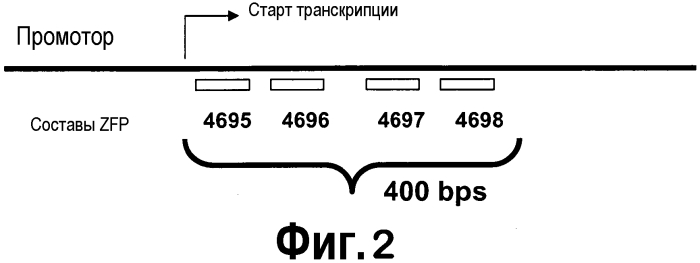 Конструируемые белки с цинковыми пальцами, направленные на гены растений, вовлеченные в биосинтез жирных кислот (патент 2568056)