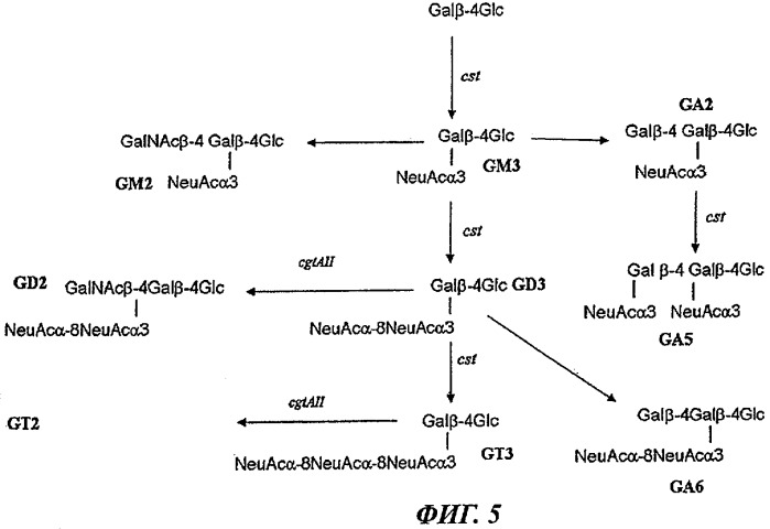 Способ получения сиалилированных олигосахаридов (патент 2473695)