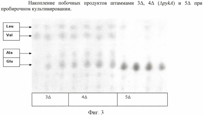 Бактерия, принадлежащая к роду pantoea, - продуцент l-аспартата или метаболита, являющегося производным l-аспартата, и способ получения l-аспартата или метаболита, являющегося производным l-аспартата (патент 2411289)