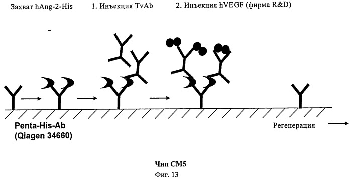 Биспецифические анти-vegf/анти-ang-2 антитела (патент 2542382)