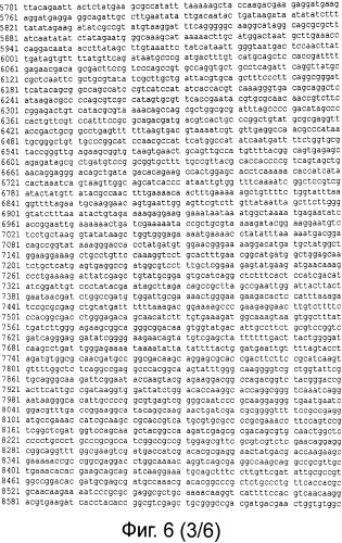 Рекомбинантная вакцина от птичьего гриппа и её применение (патент 2559527)