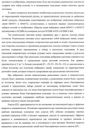 Новые растения кукурузы (патент 2423528)