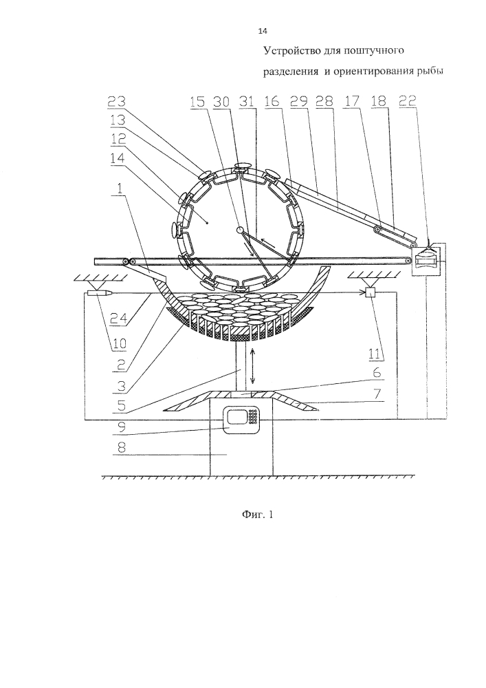 Устройство для поштучного разделения и ориентирования рыбы (патент 2645977)