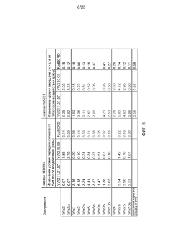 Анти-lrp6 антитела (патент 2587625)