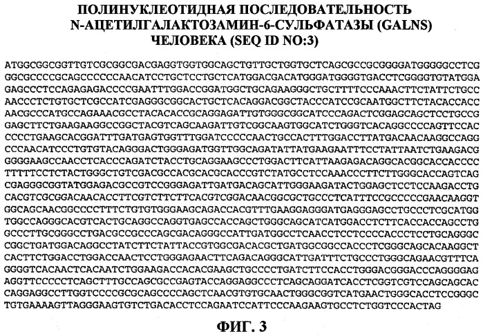 Изготовление активных высокофосфорилированных лизосомальных ферментов сульфатаз человека и их применение (патент 2510820)