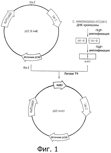 Штамм микроорганизма corynebacterium ammoniagenes, продуцирующий инозин, и способ получения инозина с его использованием (патент 2469084)