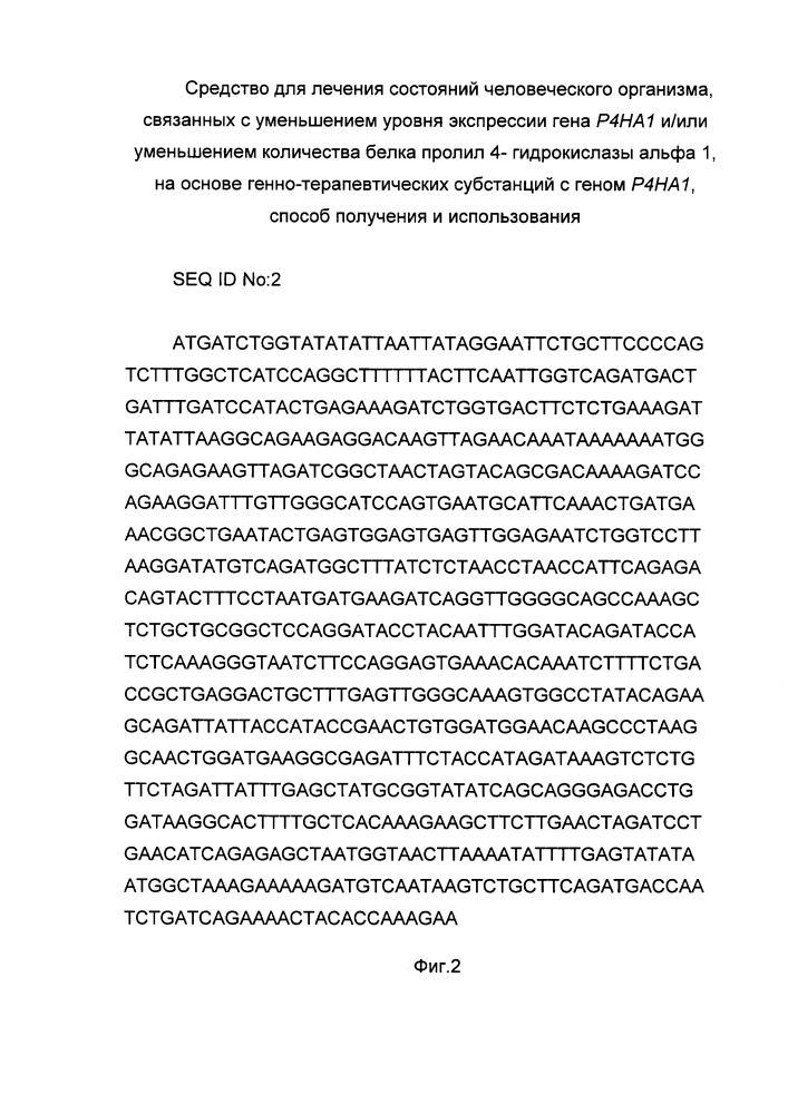 Средство для лечения состояний человеческого организма, связанных с уменьшением уровня экспрессии гена р4на1 и/или уменьшением количества белка пролил 4- гидрокислазы альфа 1 на основе генно-терапевтических субстанций с геном р4на1, способ получения и использования (патент 2658428)
