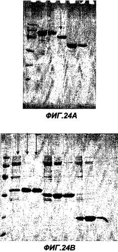 Иммунизация против chlamydia trachomatis (патент 2331435)