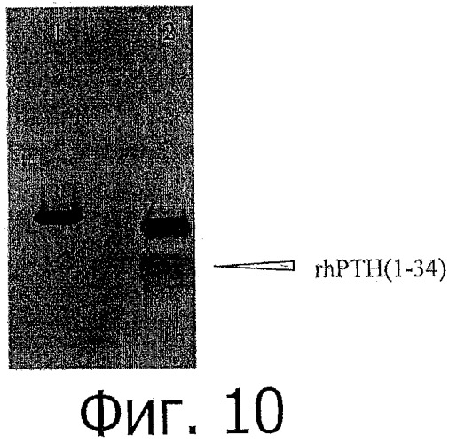 Способ синтеза рекомбинантного паратиреоидного гормона человека (патент 2441019)