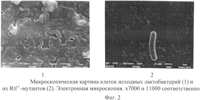 Способ оценки выживаемости бифидо- и лактобактерий в желудочно-кишечном тракте экспериментальных животных (патент 2528867)