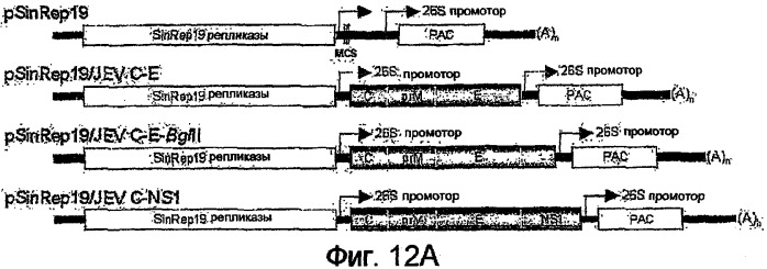 Новая полноразмерная геномная phk вируса японского энцефалита, полученная из нее инфекционная кднк jev и их применение (патент 2307872)