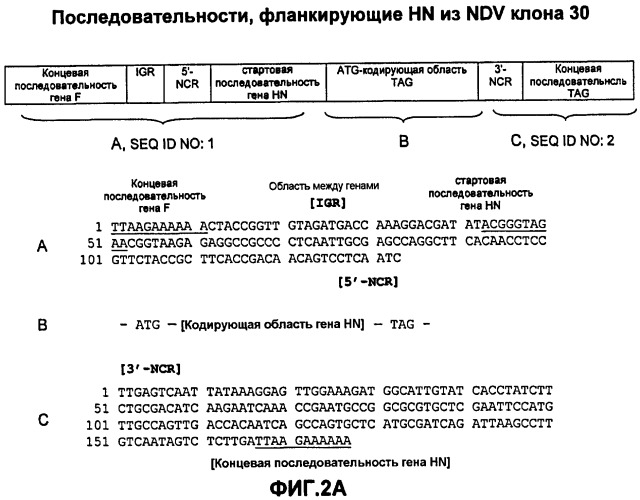 Векторы на основе рекомбинантных вирусов отряда mononegavirales (патент 2435857)