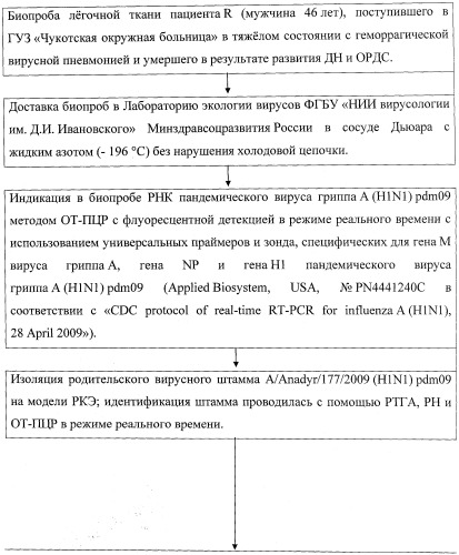 Штамм вируса гриппа a/iiv-anadyr/177-ma/2009 (h1n1) pdm09, адаптированный к тканям легких лабораторных мышей (патент 2487936)