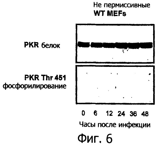 Применение комбинации вируса миксомы и рапамицина для терапевтического лечения (патент 2461630)