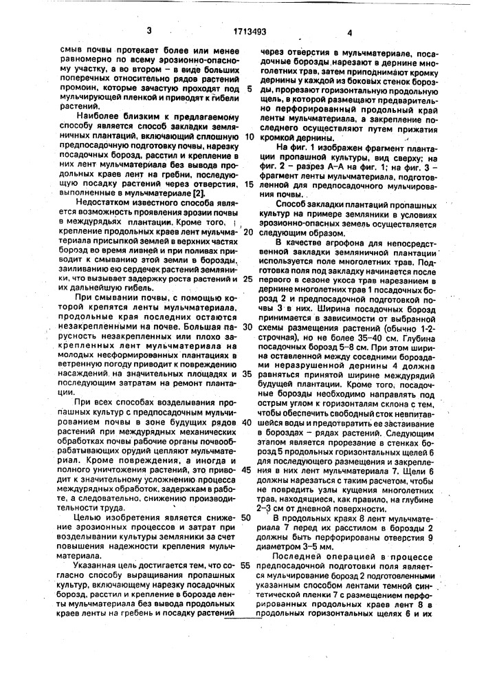 Способ закладки плантации пропашных культур (патент 1713493)