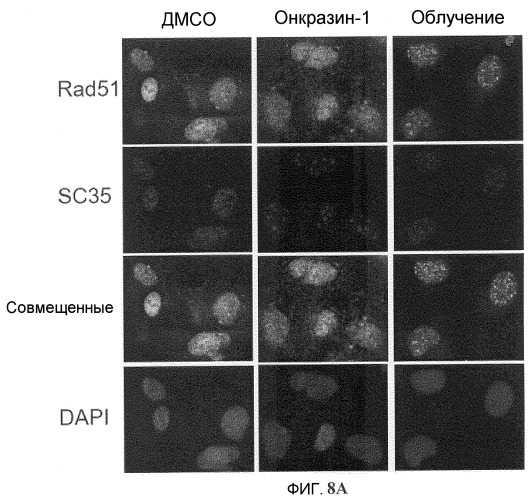 Онкогенное ras-специфичное цитотоксическое соединение и способы его применения (патент 2448703)