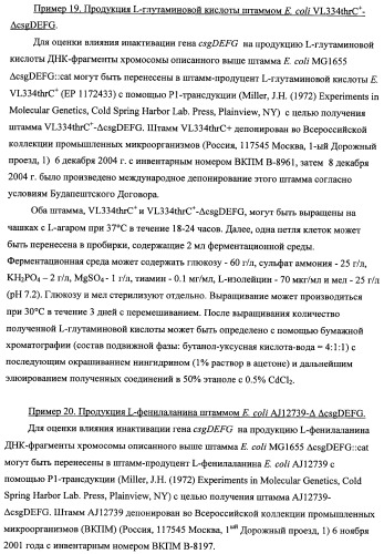 Способ получения l-треонина с использованием бактерии, принадлежащей к роду escherichia, модифицированной таким образом, что в ней нарушена способность к образованию ворсинок типа &quot;керли&quot; (патент 2338782)