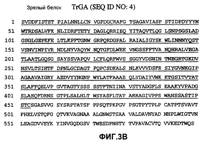 Глюкоамилаза trichoderma reesei и ее гомологи (патент 2394101)