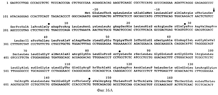 Тромбопоэтин (патент 2245365)