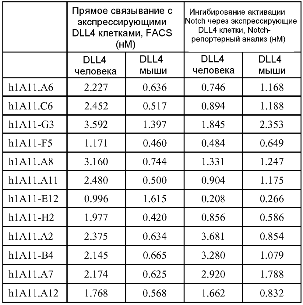 Терапевтические dll4-связывающие белки (патент 2605928)