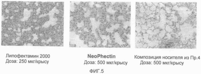 Композиция носителя для транспорта нуклеиновой кислоты (патент 2421227)