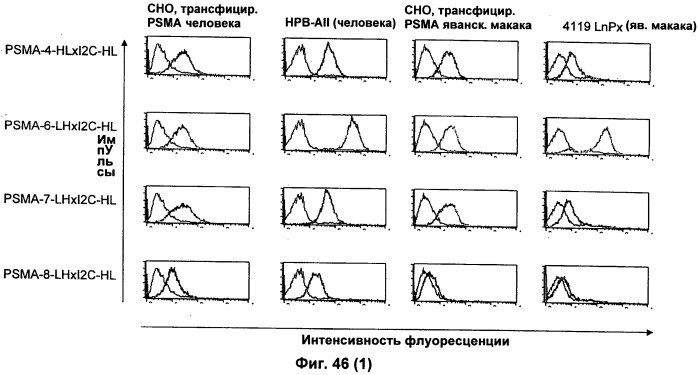 Psma×cd3 биспецифическое одноцепочечное антитело с межвидовой специфичностью (патент 2559531)