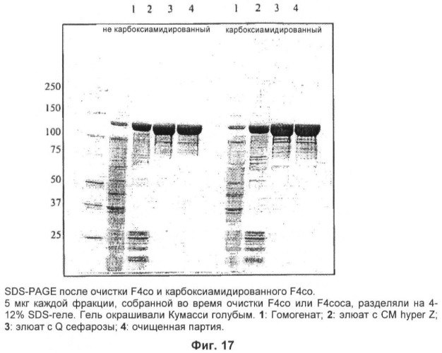 Вакцина для предупреждения и лечения вич-инфекции (патент 2441878)