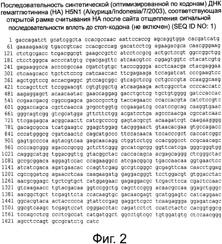 Рекомбинантная вакцина от птичьего гриппа и её применение (патент 2559527)