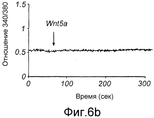 Применение производных пептида wnt5-a для лечения меланомы и рака желудка (патент 2517190)