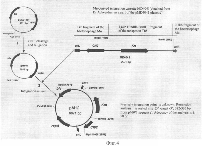 Мутантная ацетолактатсинтаза и способ продукции разветвленных l-аминокислот (патент 2355763)
