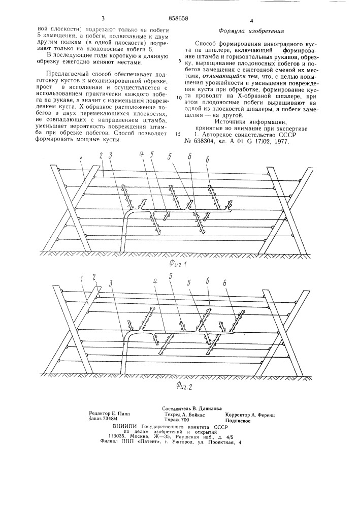 Способ формирования виноградного куста (патент 858658)