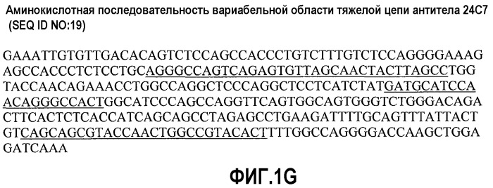 Антитела против альфа5-бета 1 и их применение (патент 2528736)