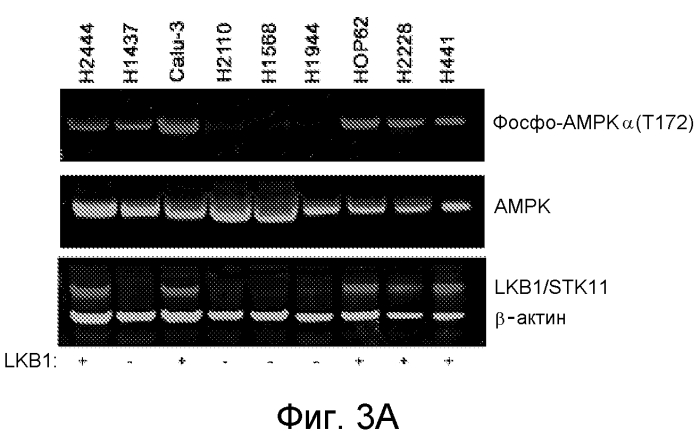 Идентификация мутации lkb1 в качестве прогностического биомаркера чувствительности к ингибиторам tor-киназы (патент 2565034)