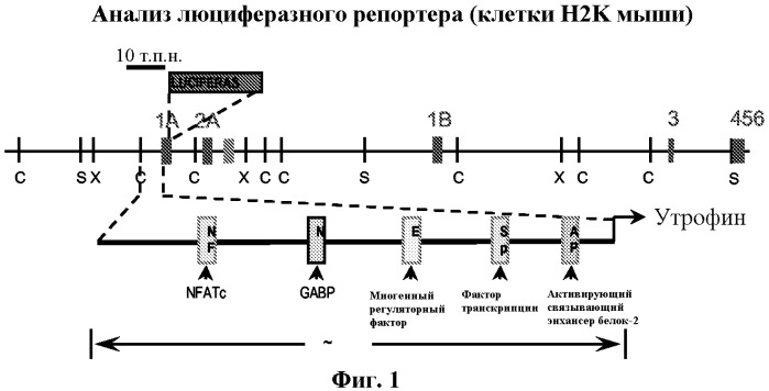 Лечение миодистрофии дюшена (патент 2462458)