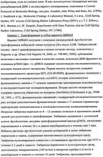 Вариант кукурузы mir604 (патент 2351122)