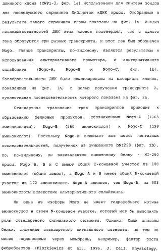 Поликлональное антитело против nogo, фармацевтическая композиция и применение антитела для изготовления лекарственного средства (патент 2432364)