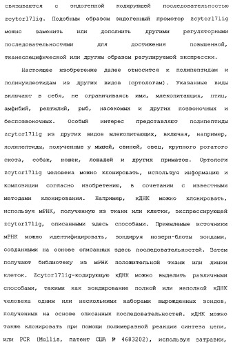 Новый лиганд рецептора цитокина zcytor17 (патент 2360923)